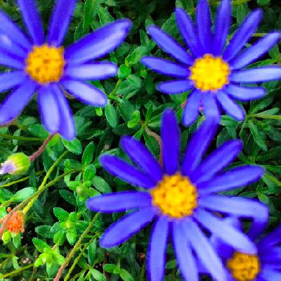 Blue Cosmic Storm Blue Cosmic Storm