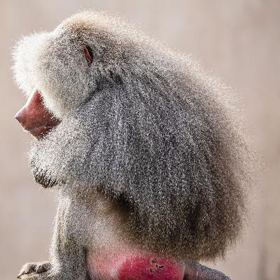 the great white one the great white one