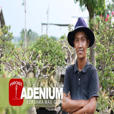 Bincang Adenium bersama mas Glenn