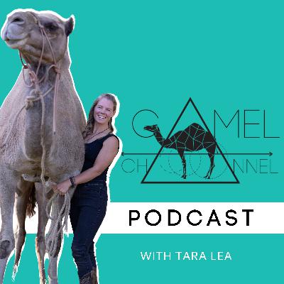 How To Care For Camels How To Care For Camels