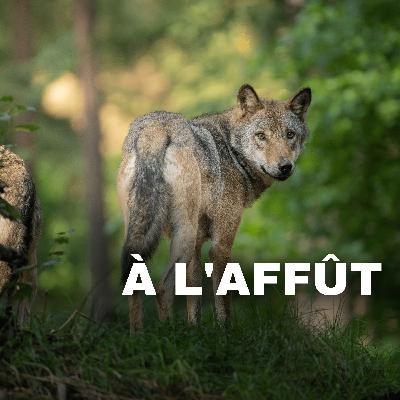 Le loup a-t-il un impact positif ou négatif sur la biodiversité en France ?
