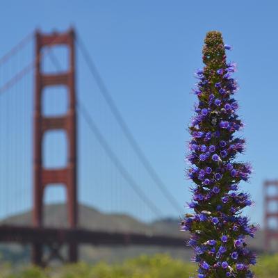 Emojis, nerd face and ghosts: 36 questions in San Francisco