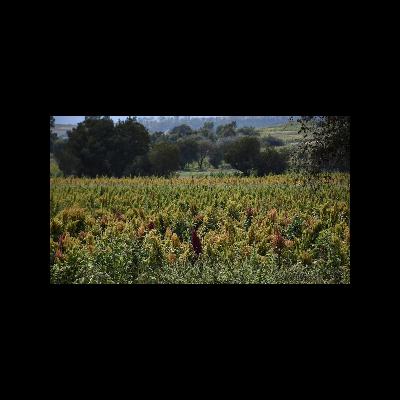 🌾 GESTIONA CUAPIAXTLA INCLUSIÓN DE AMARANTO EN PROGRAMAS ALIMENTARIOS FEDERALES 🇲🇽