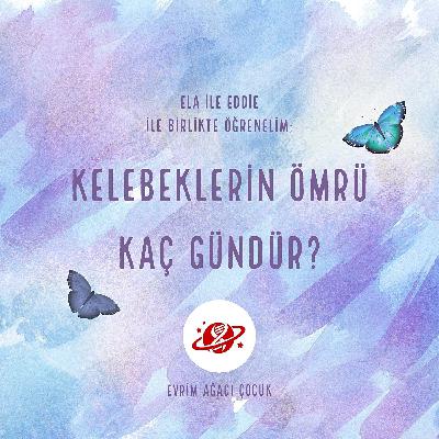 Kelebeklerin Ömrünün Kaç Gün Olduğunu Öğrenelim!