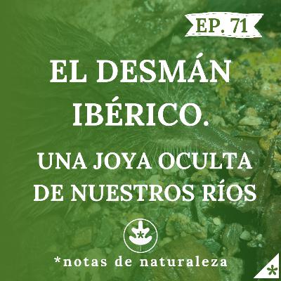 El Desmán Ibérico. Una joya oculta de nuestros ríos. #71