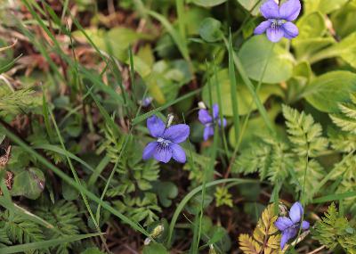 Springtime in April Springtime in April