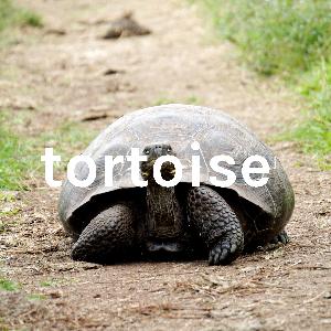 desert tortoise desert tortoise
