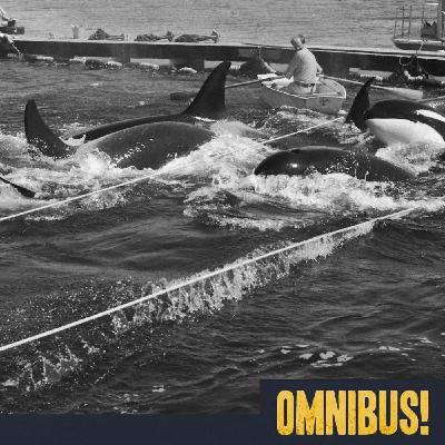 Penn Cove Whale Capture (Entry 916.JB0712) Penn Cove Whale Capture (Entry 916.JB0712)