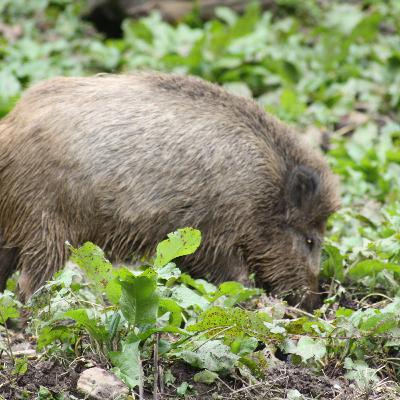 #47 Jagdpraxis Wildbrethygiene und Wildverwertung #47 Jagdpraxis Wildbrethygiene und Wildverwertung