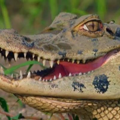 Messias do Caos Messias do Caos