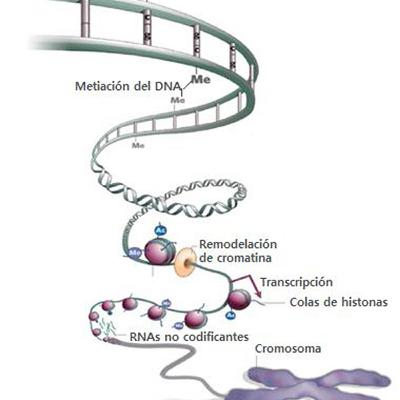 Mecanismos de regulación genetica