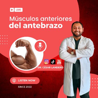 EP18T2 El rompecabezas del Antebrazo: Capas, Tendones y Flexores