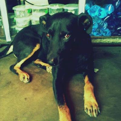 25: La historia de Negrito, el perrito que odia las llantas