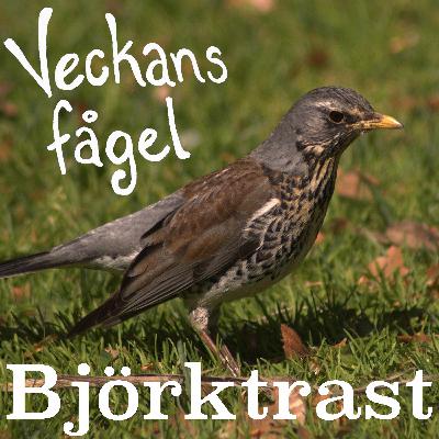 Björktrast