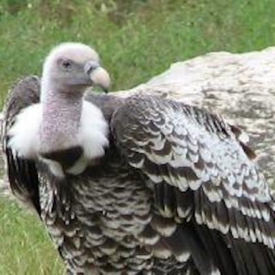 Millionaire Psychics and Vulture Spies? Only on The Paranormal Cafe. Millionaire Psychics and Vulture Spies? Only on The Paranormal Cafe.