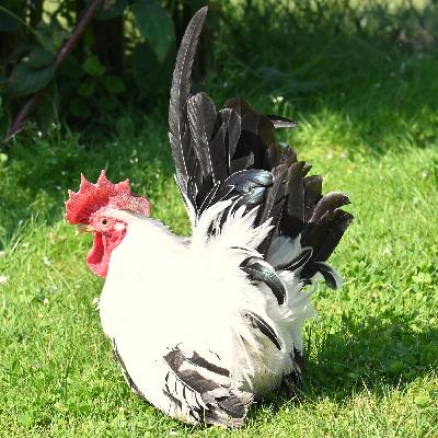 Chabos - Rasseportrait #6