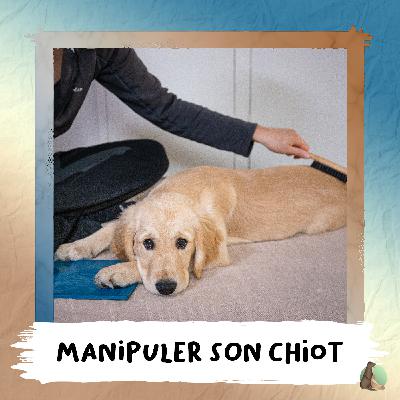 8. Manipuler son chiot... Si capital et pourtant si minimisé.