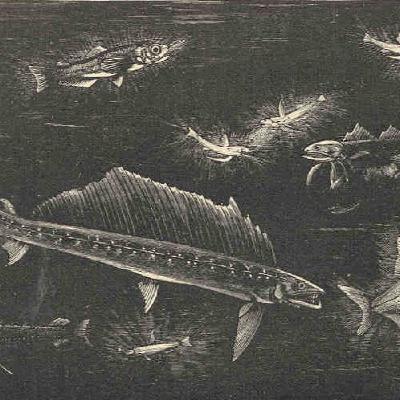 Aparici en Órbita s08e04: El océano profundo y los seres mesopelágicos