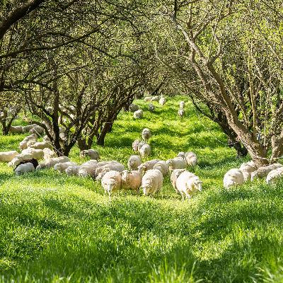 Your guide to Regenerative Organic Certification Your guide to Regenerative Organic Certification
