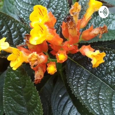 "আবৃতি মোৰ এক নিচা" (Trailer)