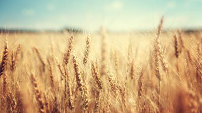 US GMO Wheat on the Horizon