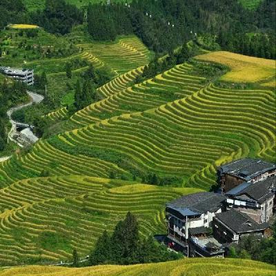 录音于中国广西桂林龙脊梯田青蛙与水田的对话-助眠音乐