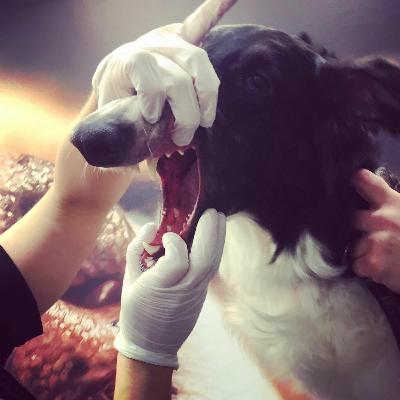 Hundens tänder, tandlossning Hundens tänder, tandlossning