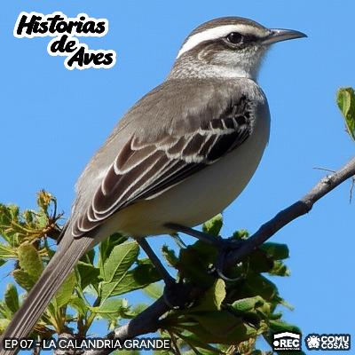 07: La Calandria Grande
