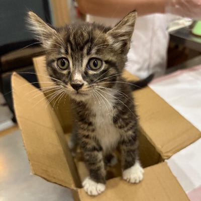018. 重庆游三天，两晚都在救小猫
