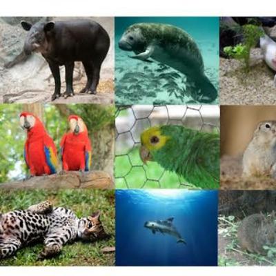 Animales en peligro de extinción!