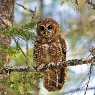 California Lions at Risk, the Pacific Owl Conundrum, and Sperm Whales