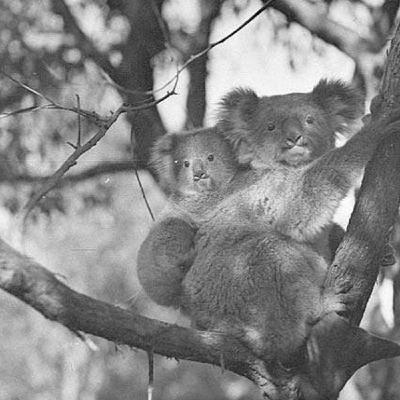 S8 Ep853: Two koalas were recently rescued from a 1.5-meter deep construction hole in Brisbane, where they had likely crawled to seek warmth from the recent cold. Wildlife Rescue Queensland and local police winched the mud-covered, dehydrated animals to safety for S8 Ep853: Two koalas were recently rescued from a 1.5-meter deep construction hole in Brisbane, where they had likely crawled to seek warmth from the recent cold. Wildlife Rescue Queensland and local police winched the mud-covered, dehydrated animals to safety for