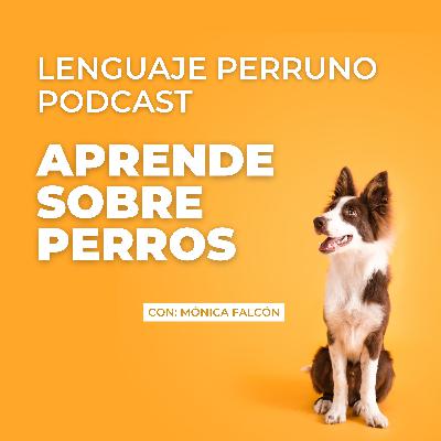 🐕 3 razones porqué entrenar a tu perro. Ep.20