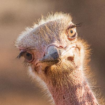 the feather of truth the feather of truth