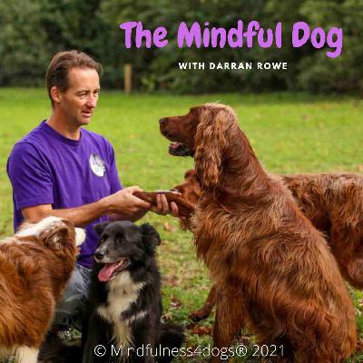 Free feeding or regular mealtimes - The Mindful Dog - 5/12/2021 - EP78 (The Sunday Cafe - Magic Talk Radio) Free feeding or regular mealtimes - The Mindful Dog - 5/12/2021 - EP78 (The Sunday Cafe - Magic Talk Radio)
