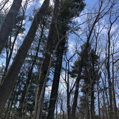 Singing to Spring