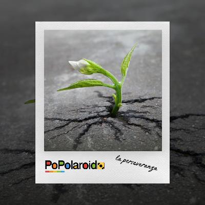PoPolaroid - La perseveranza - 12/11/2025