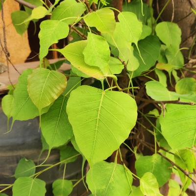 #18 - Peepal Tree / Ficus religiosa
