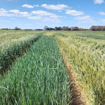 Flexible Farming Systems: Wheat