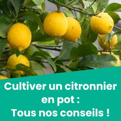 Cultiver un citronnier en pot, tous nos conseils !