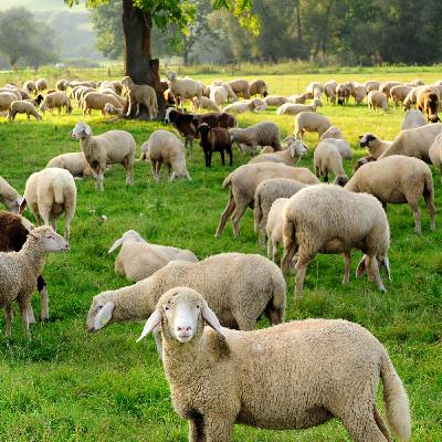 Mäh-ditation - Was können wir von Schafen lernen?