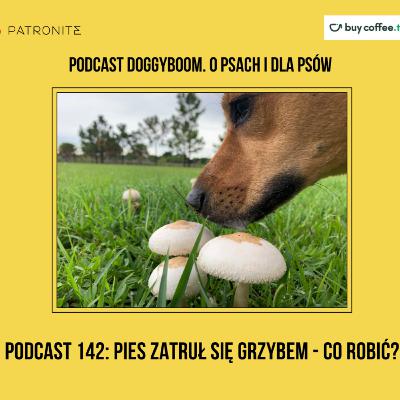 Podcast 142: Pies zatruł się grzybem - co robić?