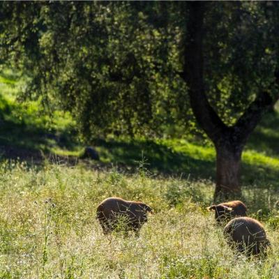 Cotizaciones a 23 de febrero de la mesa de porcino ibérico de Sevilla