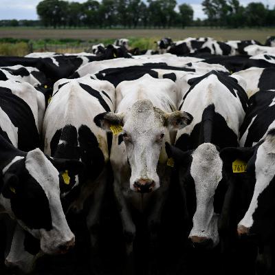 U.S. cattle farmers have beef with Trump over Argentina import plans