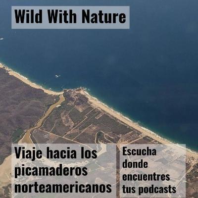 Viaje hacia los picamaderos norteamericanos: encontrando calma bajo estrés