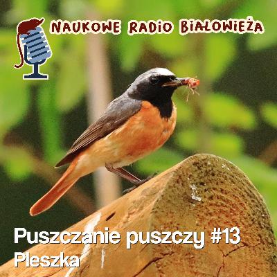 #13 Puszczanie Puszczy - Pleszka