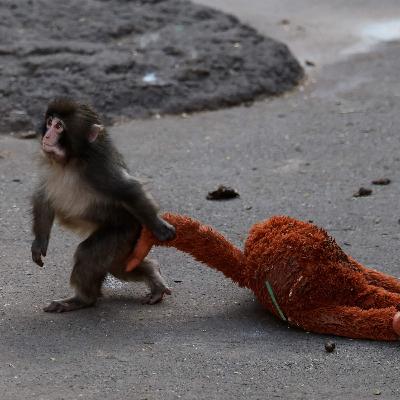 Will Punch the baby monkey be okay?