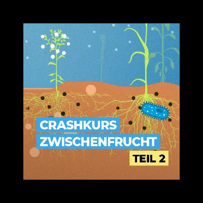 Crashkurs Zwischenfrucht – Teil 2