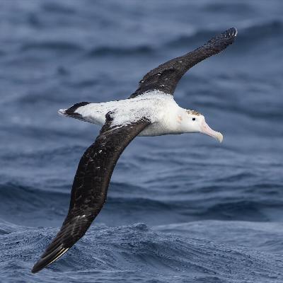 Across oceans, seabird flyways gain recognition — and a chance at protection Across oceans, seabird flyways gain recognition — and a chance at protection