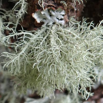Ep. 14: Winter Foraging